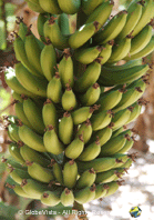 Carnarvon Banana Plantations